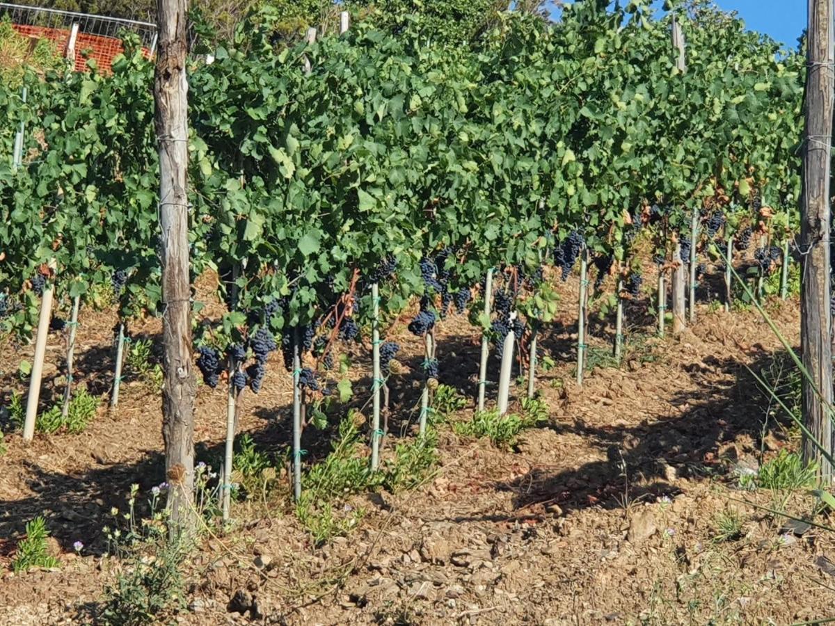 Agriturismo Le Terre di Veneré Acciaroli Esterno foto